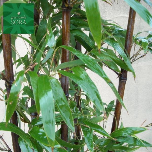 クロチク　株立　樹高　H:2000mm　植木 苗