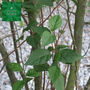 エゴの木h 3000mm 苗木 植木樹高桃株立 Uegk 012 Sora 株立桃 中古