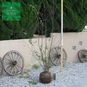 エゴの木h 3000mm 苗木 植木樹高桃株立 Uegk 012 Sora 株立桃 中古