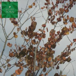 カツラ 株立ち 花 ガーデニング の商品一覧 通販 Yahoo ショッピング