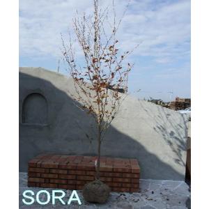 シャラ 単木 樹高 H:2500mm 植木 苗 :USRA-007:SORA - 通販 - Yahoo