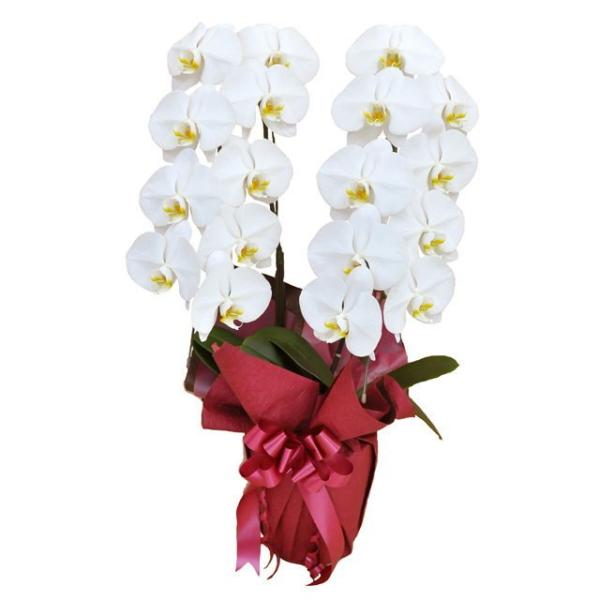 大輪 胡蝶蘭 2本立ち 白 Mクラス ラッピング16種類 ポイント10倍