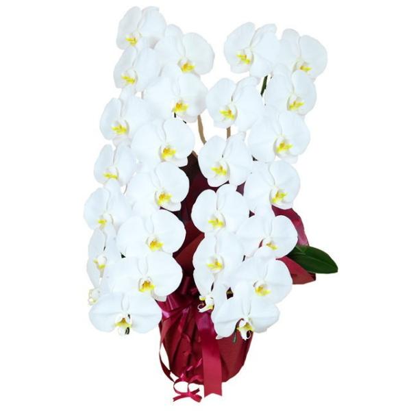 胡蝶蘭 お祝い 2本立ち 白色 大輪 Kクラス