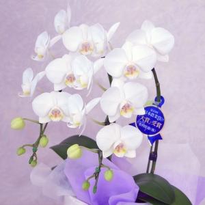 お供え 花 線香セット 胡蝶蘭 2本立 ミディ...の詳細画像1