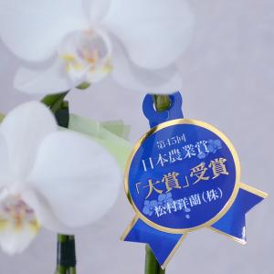 お供え 花 線香セット 胡蝶蘭 2本立 ミディ...の詳細画像5