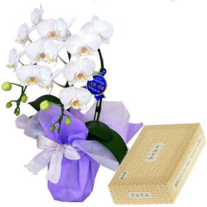 胡蝶蘭 お供え 花 線香セット 2本立 ミディ 白色 鳩居堂 てふてふ ミニ 最安値 価格比較 Yahoo ショッピング 口コミ 評判からも探せる