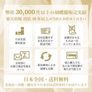 【ポイント10倍】ミディ胡蝶蘭 アマビリス 3...の詳細画像1