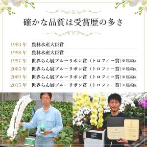 【ポイント10倍】ミディ胡蝶蘭 アマビリス 3...の詳細画像2