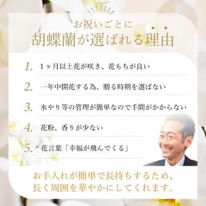【ポイント10倍】ミディ胡蝶蘭 アマビリス 3...の詳細画像4