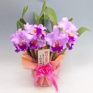 生花 花種類 カトレア 花 ガーデニング 通販 Yahoo ショッピング