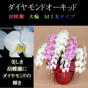 胡蝶蘭 お祝い 7本立ち ミックス 白色 赤リップ色 ピンク色 寄せ ダイヤモンド オーキッド 大輪 ギフト Vc