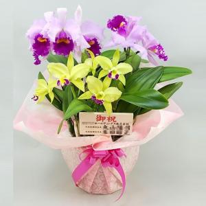 生花 花種類 カトレア 花 ガーデニング 通販 Yahoo ショッピング