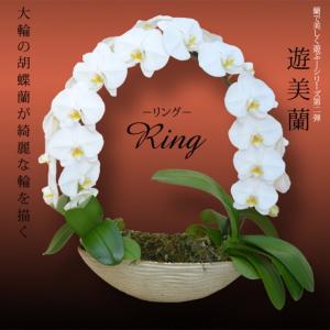 胡蝶蘭 お祝い 遊美蘭 リング 白色 大輪 ギフトの詳細画像2