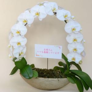 胡蝶蘭 お祝い 遊美蘭 リング 白色 大輪 ギフトの詳細画像3