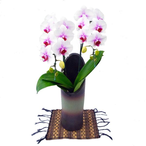 胡蝶蘭 お祝い かぐや 2本立ち 和鉢 サクラヒメ 紅白 赤リップ ミディ ギフト 森田洋蘭園