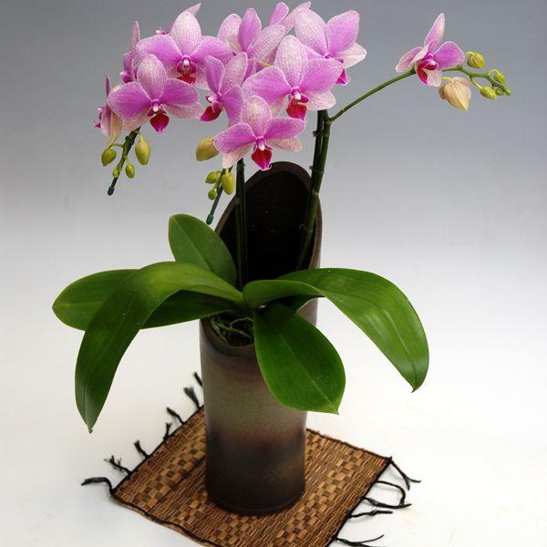 胡蝶蘭 お祝い かぐや 2本立ち ピンク色 ミディ ギフト 森田洋蘭園