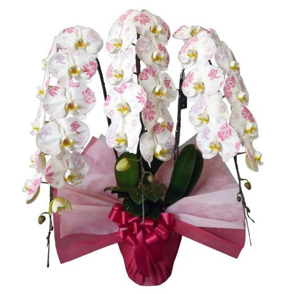 胡蝶蘭 化粧蘭 愛と御祝 ラメ仕立て 3本立ち 36輪前後