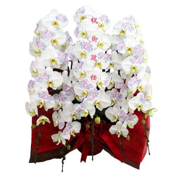 胡蝶蘭 化粧蘭 祝御就任 文字入り 3本立ち 36輪前後 季節の絵柄 アジサイ 仕立て