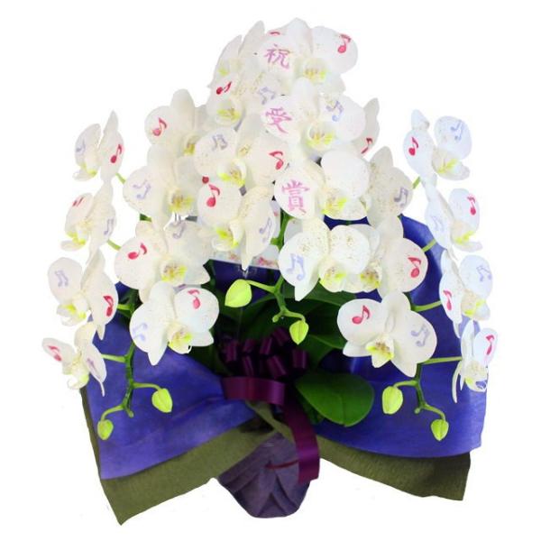 ミディ胡蝶蘭 化粧蘭 受賞 文字入り 3本立ち 21輪前後 音符 金ラメ仕立て