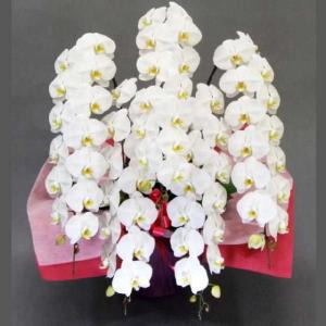 胡蝶蘭 当日配送 お祝い 5本立ち 白色 大輪 ギフト