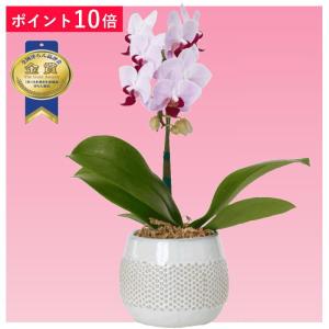 母の日 Mother's Day 胡蝶蘭【マザーチーク】5号鉢 2本立ち 陶器鉢