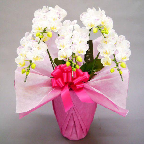 ミディ胡蝶蘭 化粧蘭 5本立ち 35輪前後