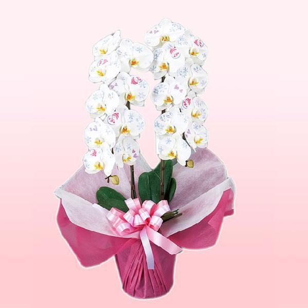 胡蝶蘭 化粧蘭 2本立ち 24輪前後