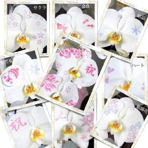 胡蝶蘭 化粧蘭 5本立ち 60輪前後の詳細画像2