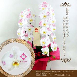 胡蝶蘭 化粧蘭 5本立ち 60輪前後の詳細画像3