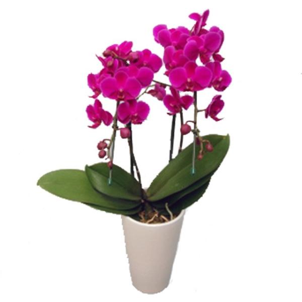 ミディ 胡蝶蘭 サンクスポット 満天紅 2本立ち Thanks Pot 濃いピンク お祝い 移転祝い...