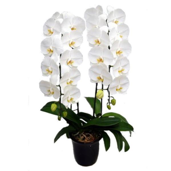 胡蝶蘭 お祝い 2本立ち 白色 25輪前後 大輪 ギフト