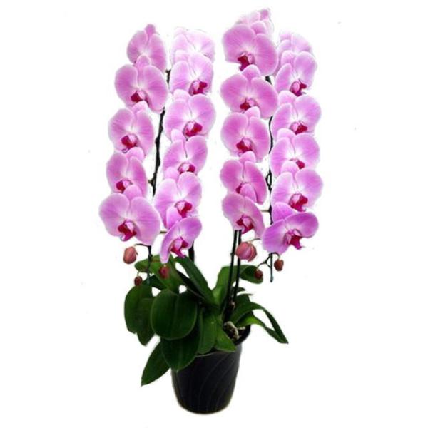 胡蝶蘭 お祝い 2本立ち ピンク色 25輪前後 大輪 ギフト