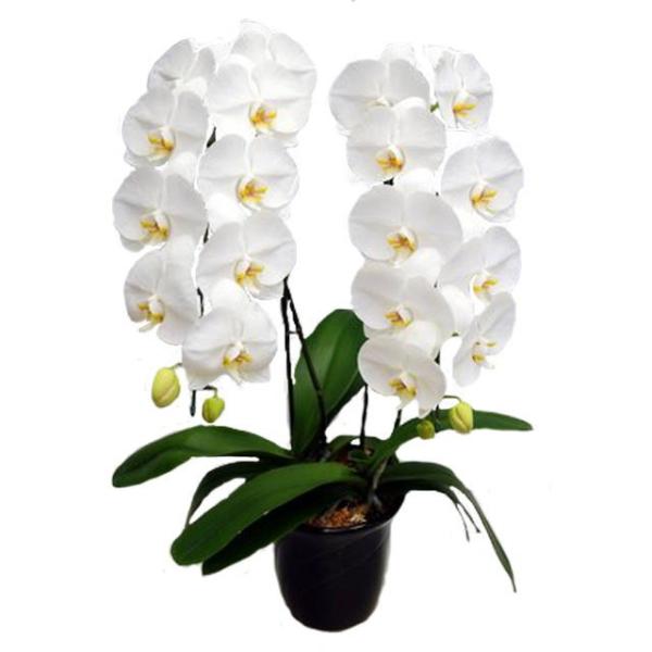 胡蝶蘭 お祝い 2本立ち 白色 22輪前後 大輪 ギフト