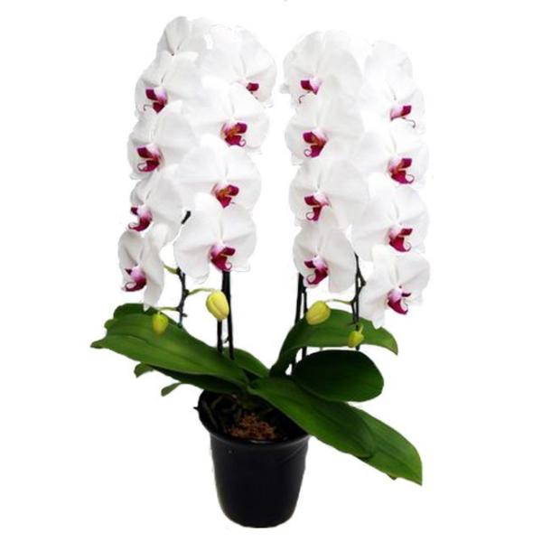 胡蝶蘭 お祝い 2本立ち 赤リップ色 22輪前後 大輪 ギフト