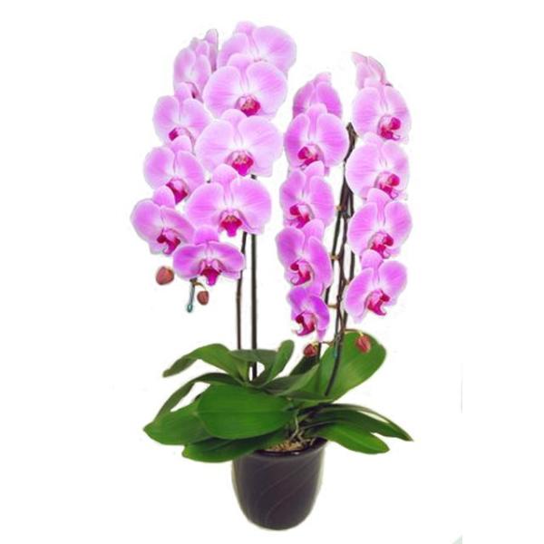 胡蝶蘭 お祝い 2本立ち ピンク色 22輪前後 大輪 ギフト