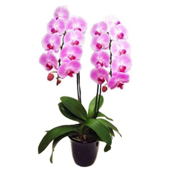 胡蝶蘭 お祝い 2本立ち ピンク色 18輪前後 大輪 ギフト
