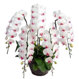 胡蝶蘭 お祝い 5本立ち 赤リップ色 60輪前後 大輪 ギフト