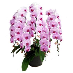 胡蝶蘭 お祝い 5本立ち ピンク色 60輪前後 大輪 ギフト