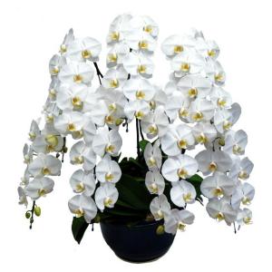 胡蝶蘭 お祝い 7本立ち 白色 ピンク色 赤リップ 大輪 ギフト