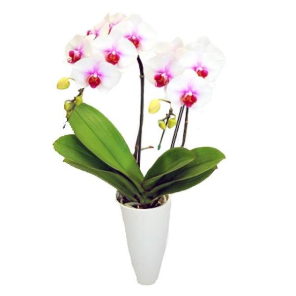 胡蝶蘭 お祝い サンクスポット サクラヒメ 2本立ち 中大輪 さくらひめ Thanks Pot 紅白...