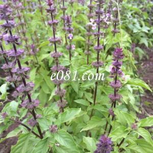 USDAオーガニック トゥルシー ホーリーバジ...の詳細画像5