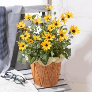 鉢花 花種類 ヒマワリ 生花 花 ガーデニング 通販 Yahoo ショッピング