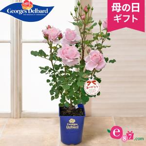 ドット絵 花 ガーデニング の商品一覧 通販 Yahoo ショッピング