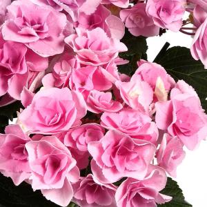 アジサイ フェアリーアイの商品一覧 通販 Yahoo ショッピング