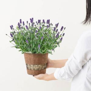 母の日 ギフト イングリッシュラベンダー 鉢植え 鉢花 お届け日 5月5日 8日の間でおまかせ
