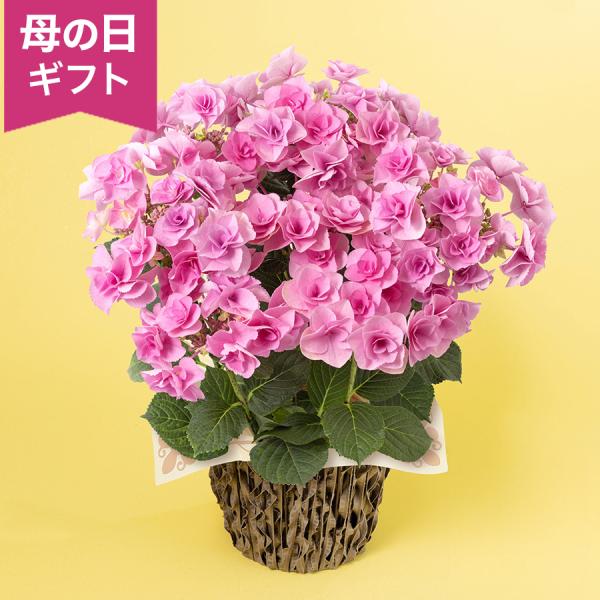 母の日　鉢植え「アジサイ フェアリーアイ」 あじさい アジサイ 八重咲き 定番 5号 花鉢 2026...