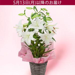 【特別価格】遅れてゴメンね母の日  オリエンタルリリー 鉢植え 「プレミアムリリー　カサブランカ〜7号〜」 百合 ユリ 7号鉢 3本立ち 甘い香り｜e87ys