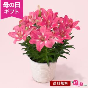 母の日 ギフト プレゼント 百合 ユリ 鉢植え 「スカシユリ」 6号鉢 5本立ち ピンク 華やか 豪華 ボリューム感 高貴 人気 かわいい フラワーギフト 贈り物｜e87ys