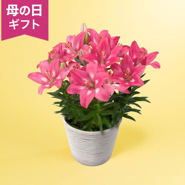 母の日 鉢植え「スカシユリ」 5本立ち ピンク 華やか 豪華 ボリューム感 高貴 6号 花鉢 202...