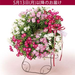 【特別価格】遅れてゴメンね母の日  レンゲローズ 鉢植え 「Welcome　Rose」 3色 スタンド付き 赤 白 ピンク 華やか ミニバラ リース 玄関｜e87ys